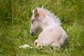 A very cute and awesome bright, white icelandic horse foal in the meadow Royalty Free Stock Photo