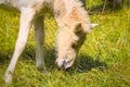 A very cute and awesome bright, white icelandic horse foal