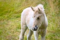 A very cute and awesome bright, white icelandic horse foal in the meadow