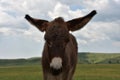 Very Cute Baby Burro Standing in a Field