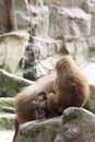 Very cute baby hamadryas baboon sitting behind her parents Royalty Free Stock Photo