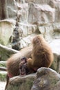 Very cute baby hamadryas baboon sitting behind her parents Royalty Free Stock Photo