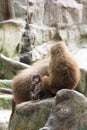 Very cute baby hamadryas baboon sitting behind her parents Royalty Free Stock Photo