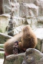 Very cute baby hamadryas baboon sitting behind her parents Royalty Free Stock Photo