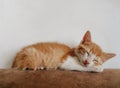 Very cute baby orange and white cat sleeping Royalty Free Stock Photo