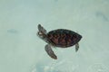 Cute baby sea turtle swimming Royalty Free Stock Photo