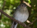 Cute bird in a brach Royalty Free Stock Photo