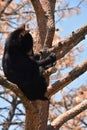 Very Cute Black Bear Cub Sitting in a Tree Royalty Free Stock Photo