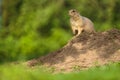 Very cute black tailed prairie dog Royalty Free Stock Photo