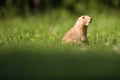 Very cute black tailed prairie dog Royalty Free Stock Photo