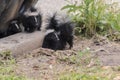Cute Baby Skunks Royalty Free Stock Photo