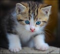 A very cute blue eyed kitten. Royalty Free Stock Photo