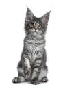 Very cute blue tabby Maine Coon cat kitten, Isolated on white background. Royalty Free Stock Photo