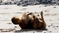 Very cute brown dog rolling on the sand