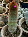 Very Cute Cactus with Flower