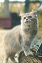 Very cute cat. With big eyes. Royalty Free Stock Photo