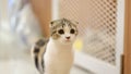 A very cute cat with a blur background Royalty Free Stock Photo