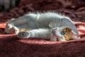 Cute odd eyed cat with different eye colors, heterochromia, looks at the camera. Royalty Free Stock Photo