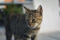 Very cute cat walking outdoors Royalty Free Stock Photo