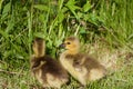 Very cute chicks on the grass