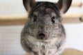 Very cute chinchilla pet rodent cage at home Royalty Free Stock Photo