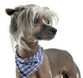 Very cute chinese crested dog portrit in a white background