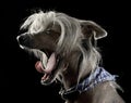 Very cute chinese crested dog yawning in black background Royalty Free Stock Photo