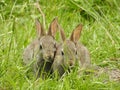 Very cute couple of wild rabbits