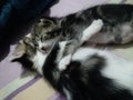 very cute cuddling kittens
