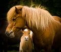 A very cute and curious small chestnut foal of an Icelandic horse with a white blaze, looks under it`s mothers neck into the world Royalty Free Stock Photo