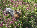 Very cute dog Yorkshire terrier between flowers Royalty Free Stock Photo