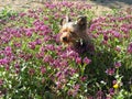 Very cute dog Yorkshire terrier between flowers Royalty Free Stock Photo