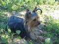 Very cute dog Yorkshire terrier between flowers Royalty Free Stock Photo