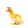 Very cute duckling