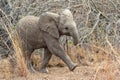 Very cute elephant cub Royalty Free Stock Photo