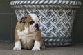 Very cute english bulldog puppy sitting next to a patterned vase