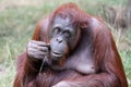 Female orangutan portrait Royalty Free Stock Photo