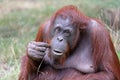 Female orangutan portrait Royalty Free Stock Photo