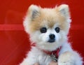 Cute Female Pomeranian Puppy Red Background Royalty Free Stock Photo