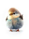 Very Cute fluffy baby bird on white background, AI-generated Royalty Free Stock Photo