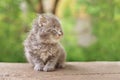Very cute fluffy kitten