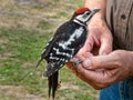 Very cute and friendly young fledgeling great spotted woodpecker