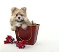 Very cute Fuzzy Puppy Royalty Free Stock Photo