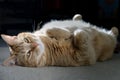 Very cute ginger polydactyl cat laying belly up, looks at camera. Royalty Free Stock Photo