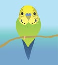 A very cute green budgerigar bird