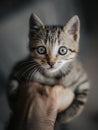 Very cute kitten held in hand looking towards the camera with huge beautiful eyes Royalty Free Stock Photo