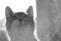 Very cute kitten is looking up with interest. Macro portrait of a cat indoor. Black and white photo Royalty Free Stock Photo