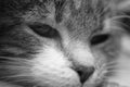 Very cute kitten. Macro portrait of a cat. Black and white photo Royalty Free Stock Photo