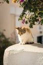 Very cute kitten sitting on a wall outdoors Royalty Free Stock Photo