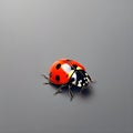 One Ladybug